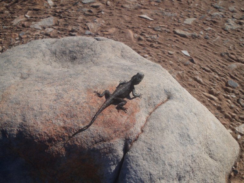 KeHa_in_South_Africa - 241